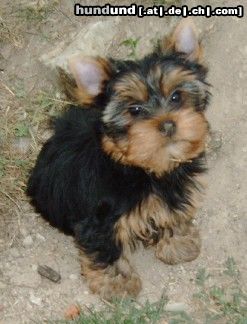 Yorkshire Terrier Kiki