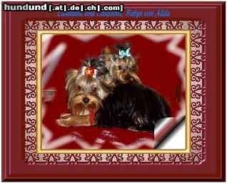 Yorkshire Terrier Das sind Casandra & Casanova !