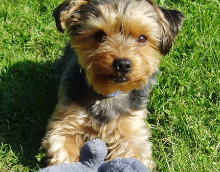 Yorkshire Terrier Mamas Liebling