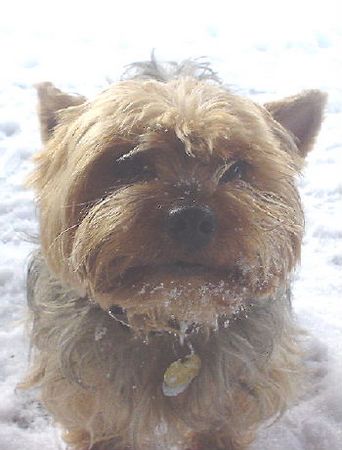 Yorkshire Terrier Dusty 6 Jahre