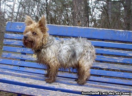 Yorkshire Terrier Dusty, mein kleiner Dreckspatz