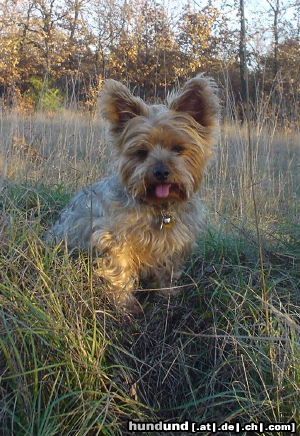 Yorkshire Terrier Mein kleiner Liebling Dusty