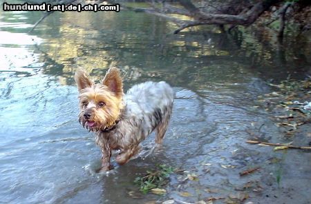 Yorkshire Terrier Dusty bei seiner Lieblingbeschäftigung: Im Wasser plantschen