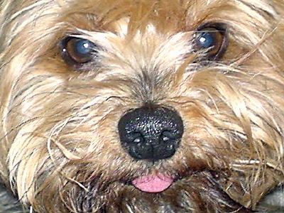 Yorkshire Terrier Dusty 6 Jahre