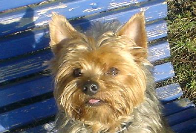 Yorkshire Terrier Dusty 6 Jahre