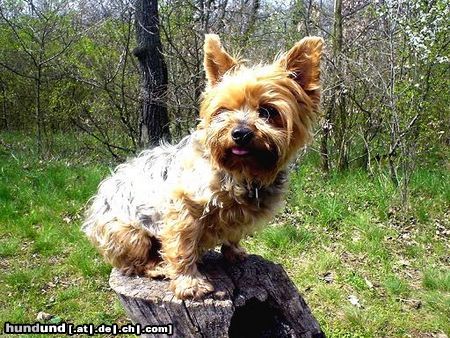 Yorkshire Terrier Dusty 7 Jahre während eines Walsspaziergangs