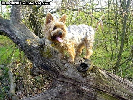 Yorkshire Terrier Dusty 7 Jahre während eines Walsspaziergangs