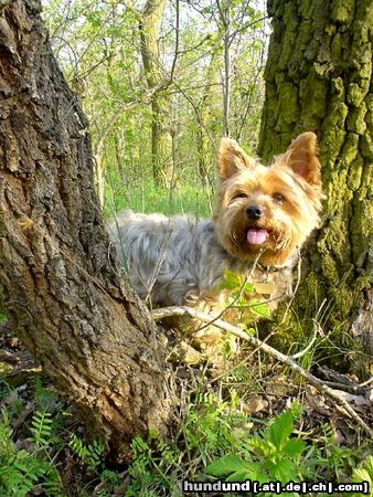 Yorkshire Terrier Dusty 7 Jahre während eines Walsspaziergangs