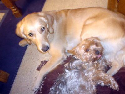 Yorkshire Terrier Dusty und Ginger beim kuscheln