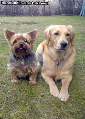 Yorkshire Terrier Dusty und seine Prinzessin Ginger