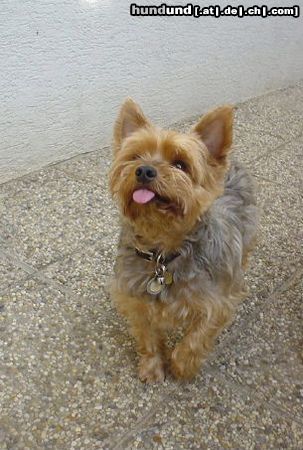 Yorkshire Terrier Dusty