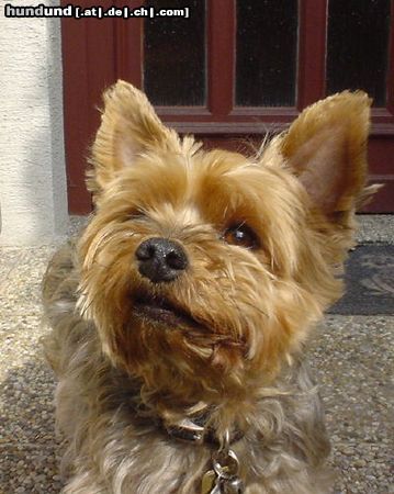 Yorkshire Terrier Dusty