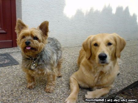 Yorkshire Terrier Dusty und Ginger