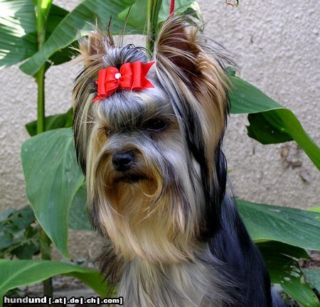 Yorkshire Terrier USHUAÏA DEÏS ORCHIDEÜS   Ich spreche deutsch