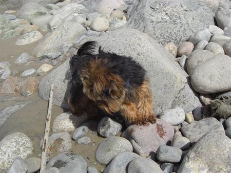 Yorkshire Terrier Strand DK