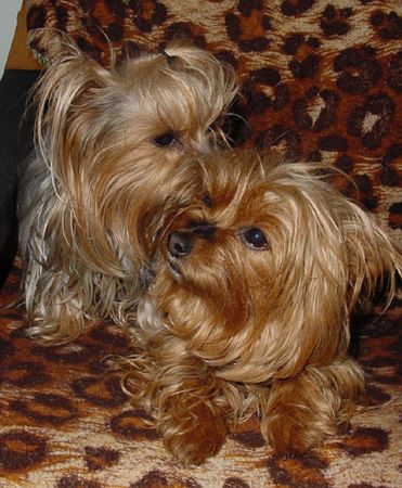 Yorkshire Terrier Dandy & Babett