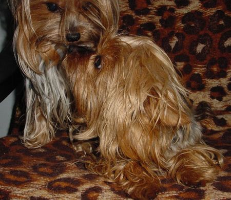 Yorkshire Terrier Dandy & Babett