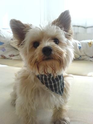 Yorkshire Terrier Pegasus mal mt Halstuch