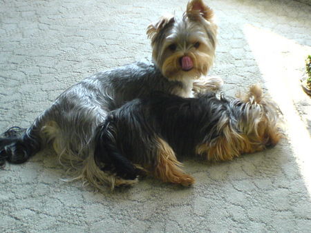 Yorkshire Terrier Sammy und Amy