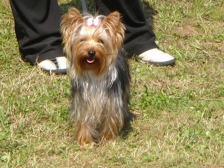 Yorkshire Terrier Unsere Lilly