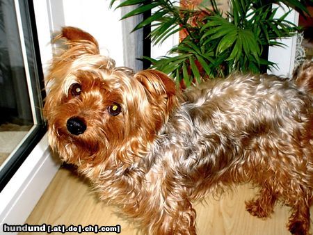 Yorkshire Terrier der dino 