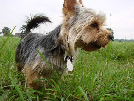 Yorkshire Terrier Hä?