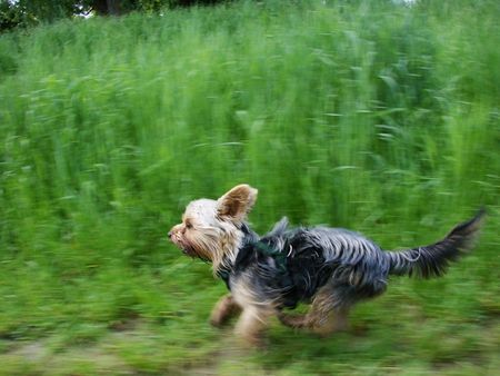 Yorkshire Terrier Let´s fetz!