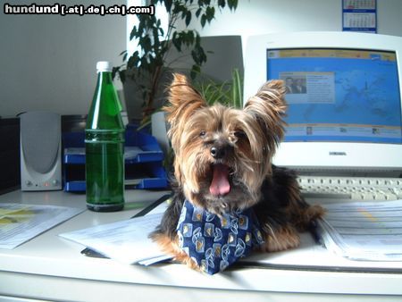 Yorkshire Terrier Bonnie feiert Altweiberfasching1