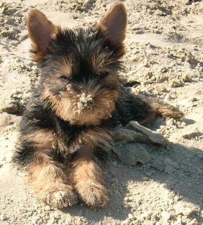 Yorkshire Terrier Lotta nach dem spielen im Sand;-)