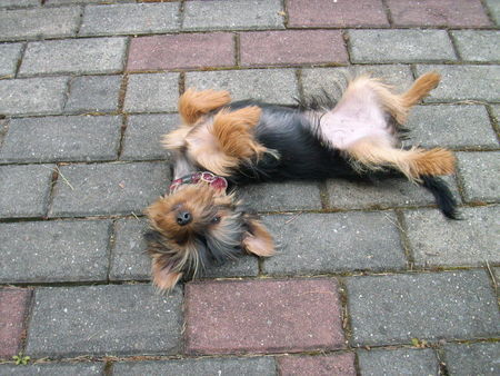 Yorkshire Terrier Lotta - Jetzt erstmal Pause