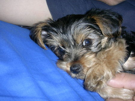 Yorkshire Terrier verschmust