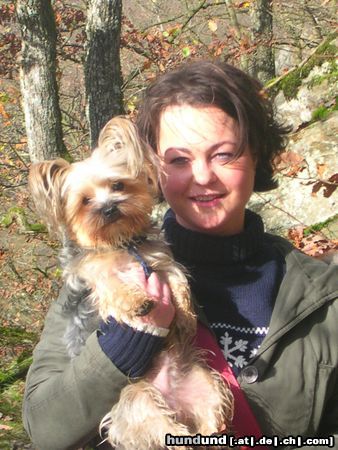 Yorkshire Terrier Kimi und Nicole