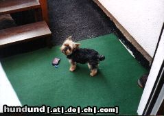 Yorkshire Terrier Daisy