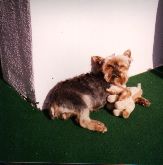 Yorkshire Terrier Daisy