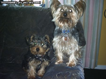 Yorkshire Terrier re. Chicco, li. sein Sohn Chester...unsere ganze Freude...wobei der Sohn mittlerweile doppelt so groß ist, wie sein Vater!