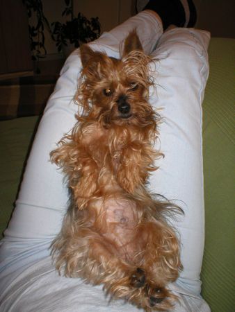 Yorkshire Terrier Stiene