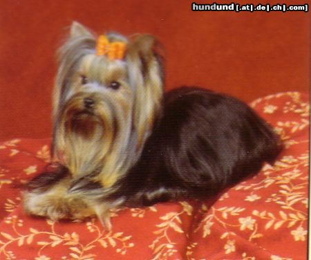 Yorkshire Terrier YORKIEMANIA