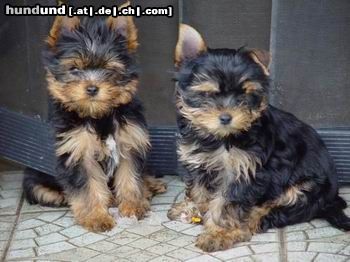 Yorkshire Terrier Ha, meine Ohren stehen schon also bin ich auch der schönste :-))))),  links Feivel und rechts Lovely beide 13 Wochen alt