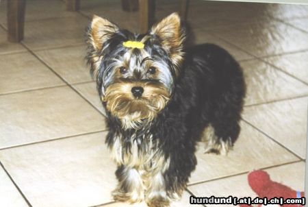 Yorkshire Terrier Freddy-Wuff