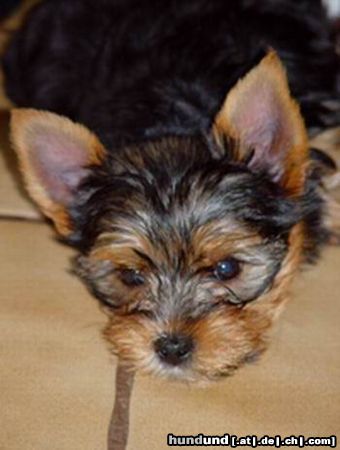 Yorkshire Terrier Huch ich wollte eigentlich eine Fledermaus werden :-))))