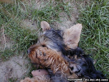 Yorkshire Terrier Giacomo