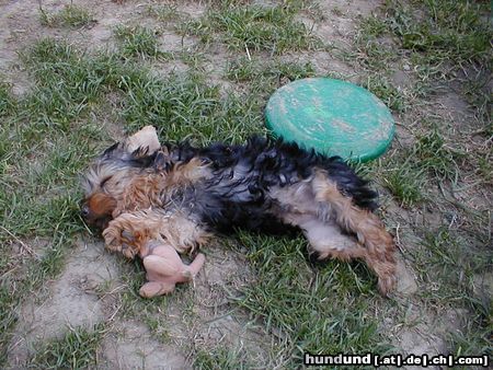 Yorkshire Terrier Giacomo