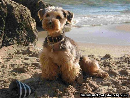 Yorkshire Terrier Gismo am Strand von Mallorca 04