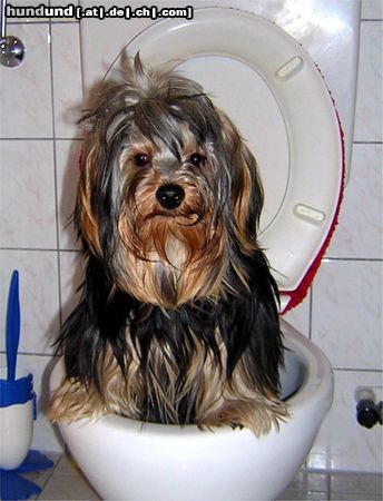 Yorkshire Terrier Gismo beim Toilettengang