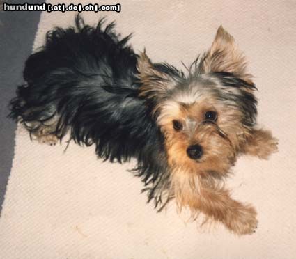 Yorkshire Terrier Damals als ich noch jugendlich war!!!