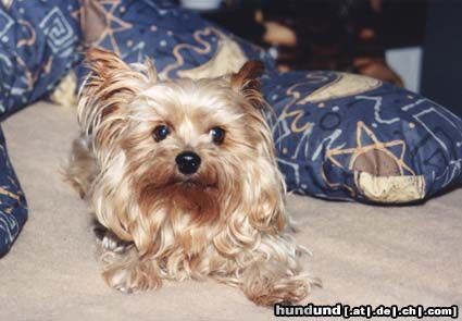 Yorkshire Terrier Huch wer kommt denn jetzt?