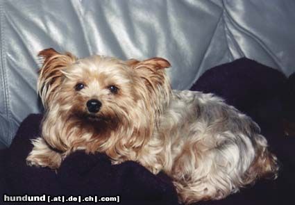 Yorkshire Terrier Gismo etwas maulig