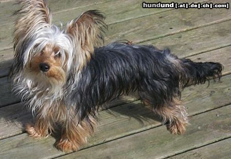 Yorkshire Terrier Gizmo the Yorkshireterrier