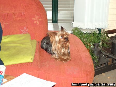 Yorkshire Terrier Hat mich jemand gerufen?