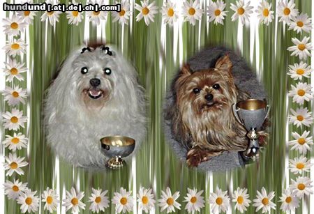 Yorkshire Terrier Unser erster Pokal